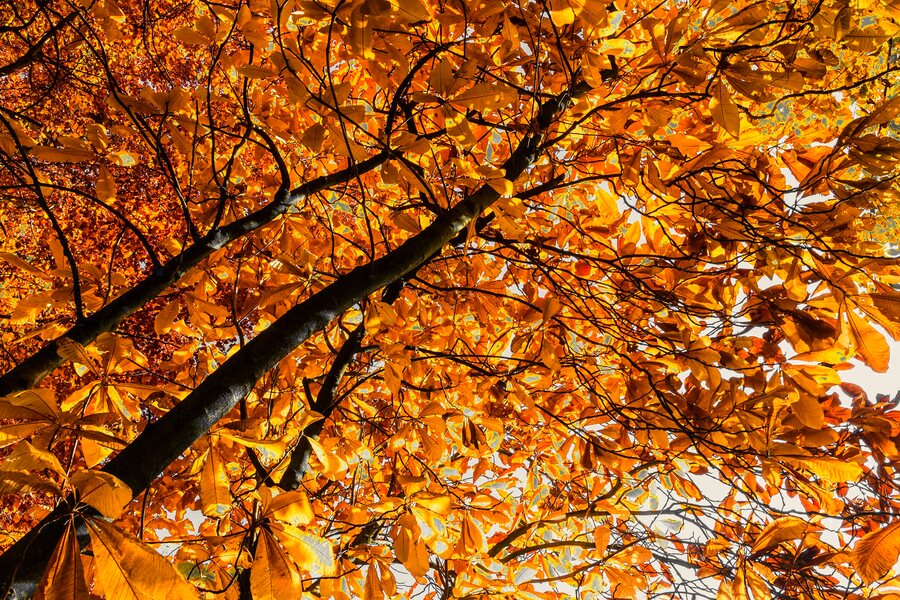 autumn ash