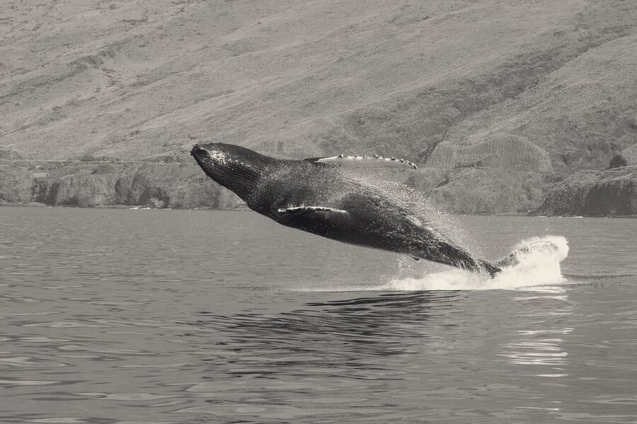 whale ash