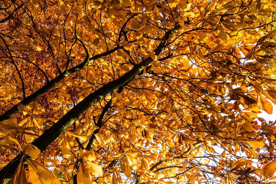 autumn original