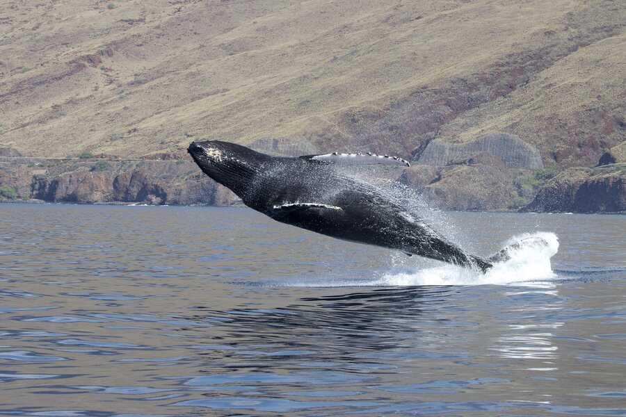 whale original