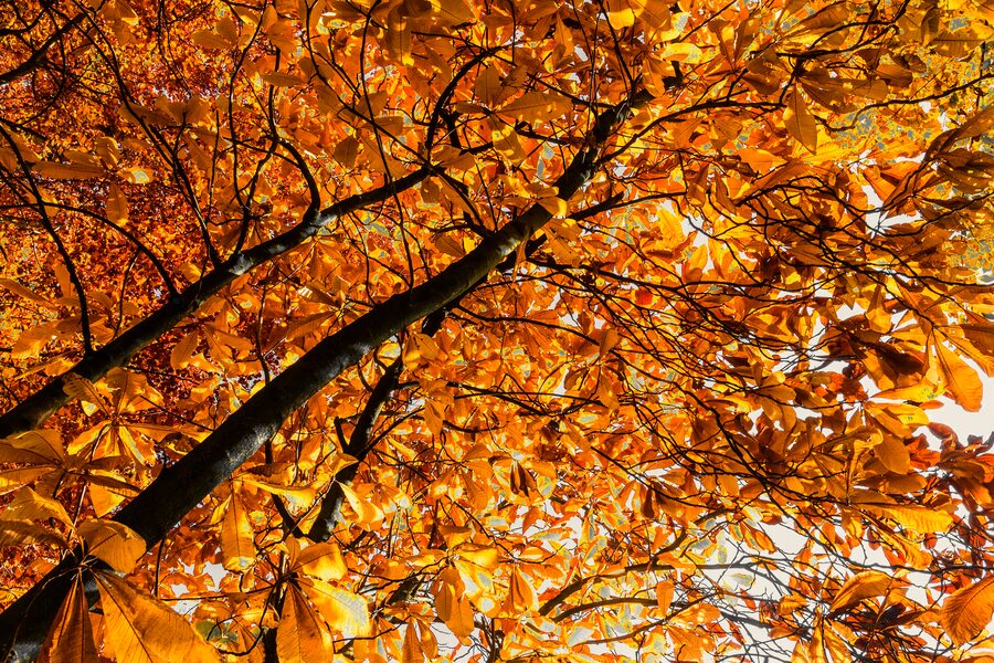 autumn dark