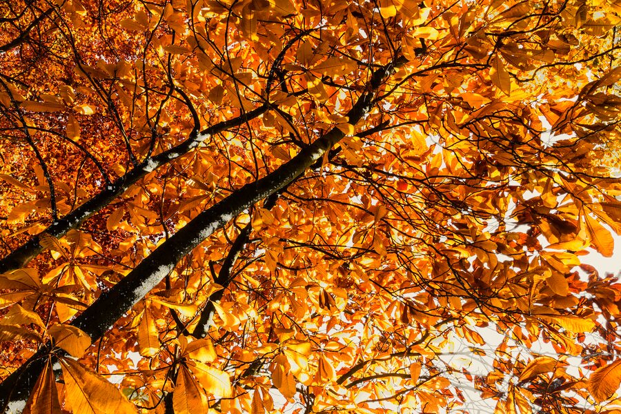 autumn light